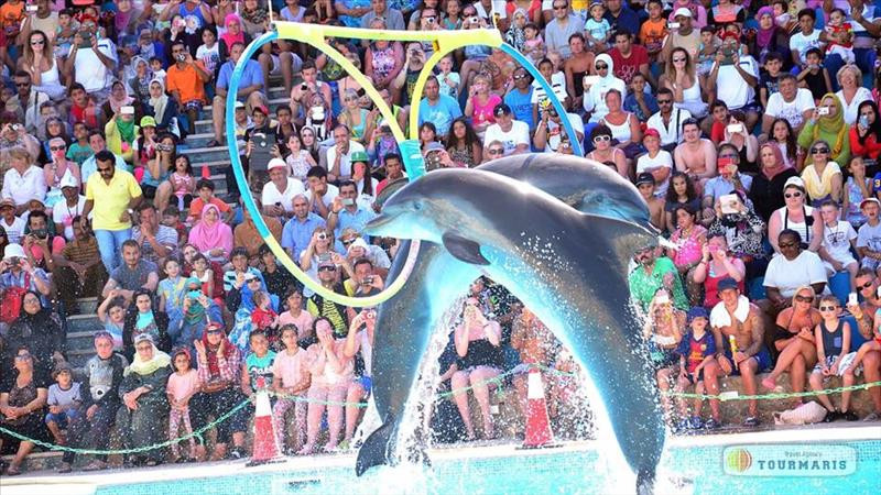Dolphin show in Marmaris