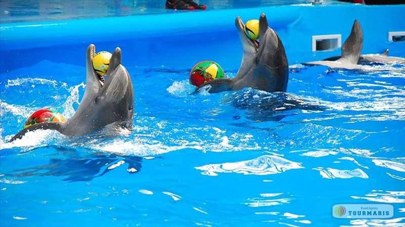 Dolphin show in Marmaris