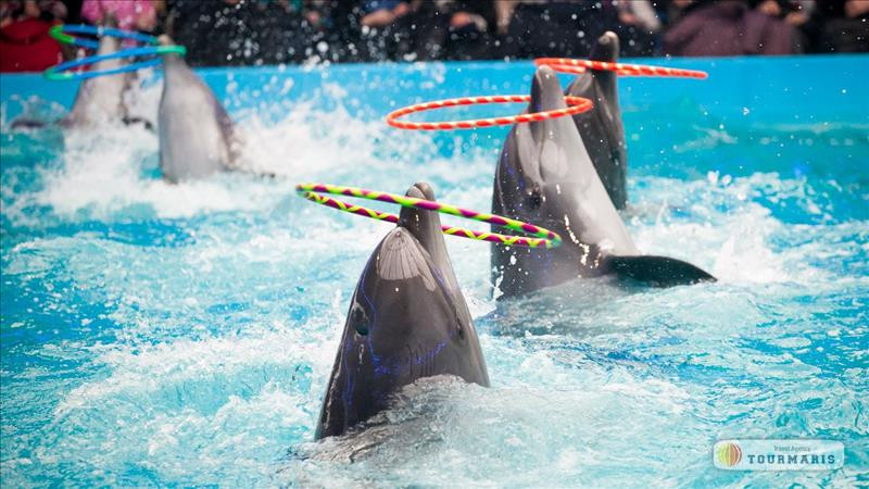 Dolphin show in Marmaris