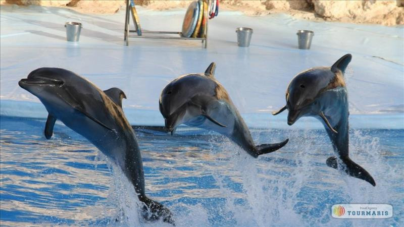 Dolphin show in Marmaris