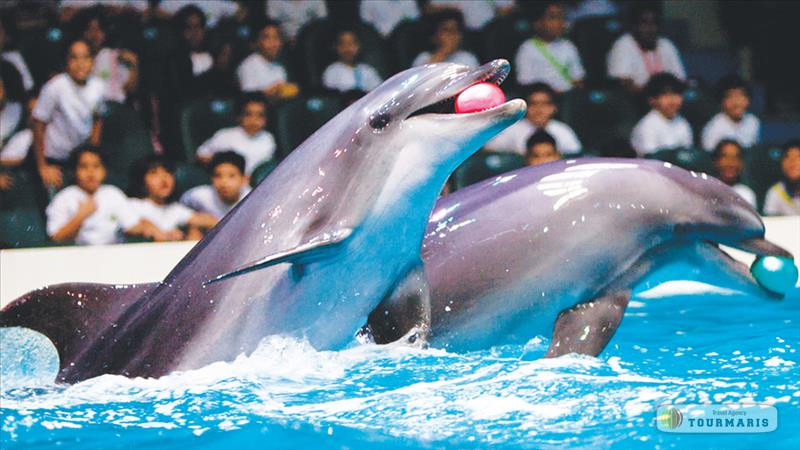 Dolphin show in Marmaris