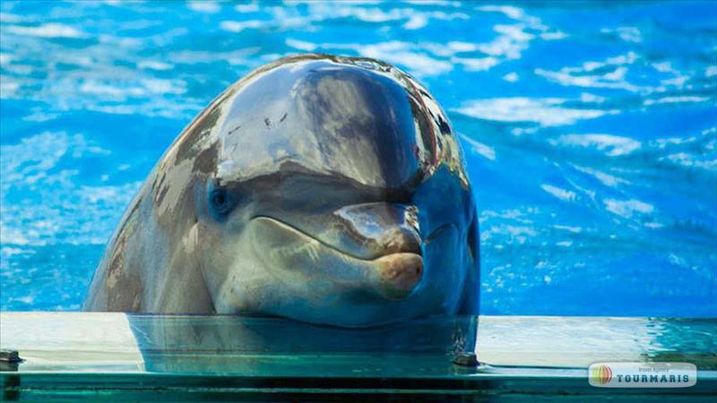 Dolphin show in Marmaris